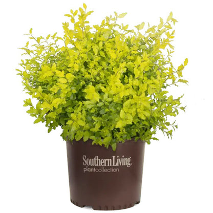 Sunshine Ligustrum in pot