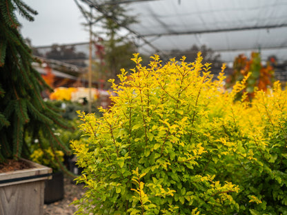 Sunshine Ligustrum