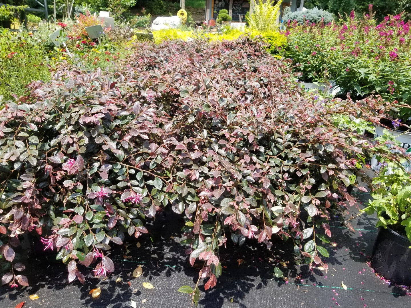 Daruma Loropetalum with vivid pink blooms