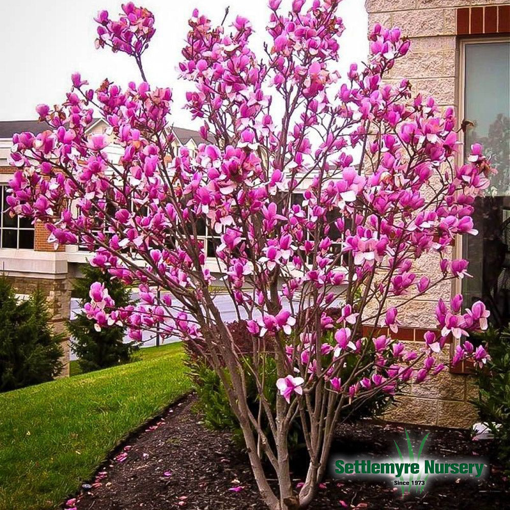 Jane Magnolia Tree in early spring blooming