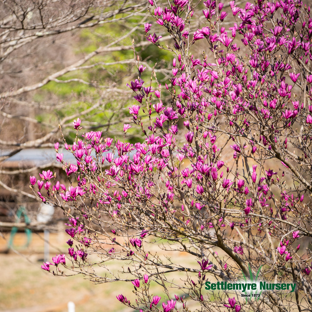 Vivid pink blooms on the Jane Magnolia Tree