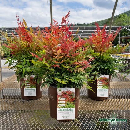 A group of three 'Obsession' nandinas from Souther Living Plant Collection at Settlemyre Nursery in Valdese, NC