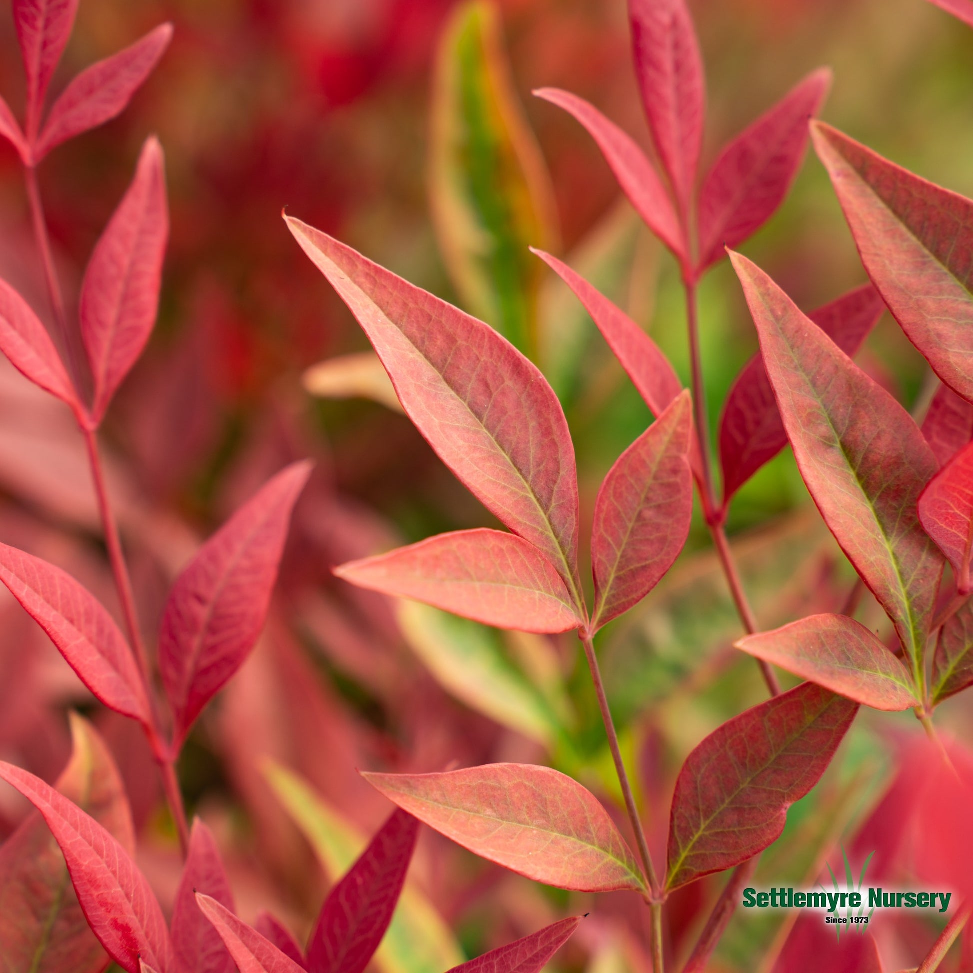 A close-up of the blazing red foliage on the Obsession Nandina at Settlemyre Nursery