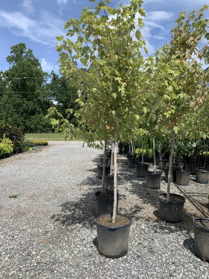 Autumn blaze maple tree with fiery orange hues in landscape