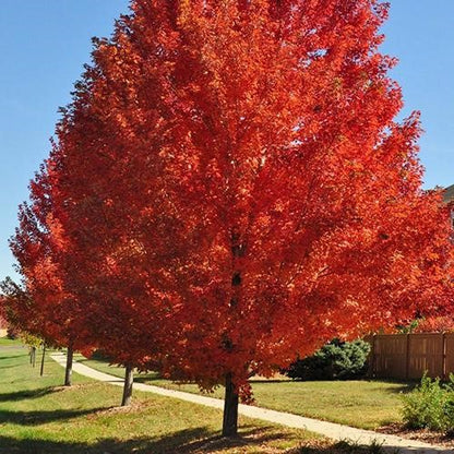 Autumn blaze maple tree with summer foliage in pot at tree nursery