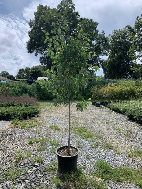 Maple tree at Settlemyre Nursery