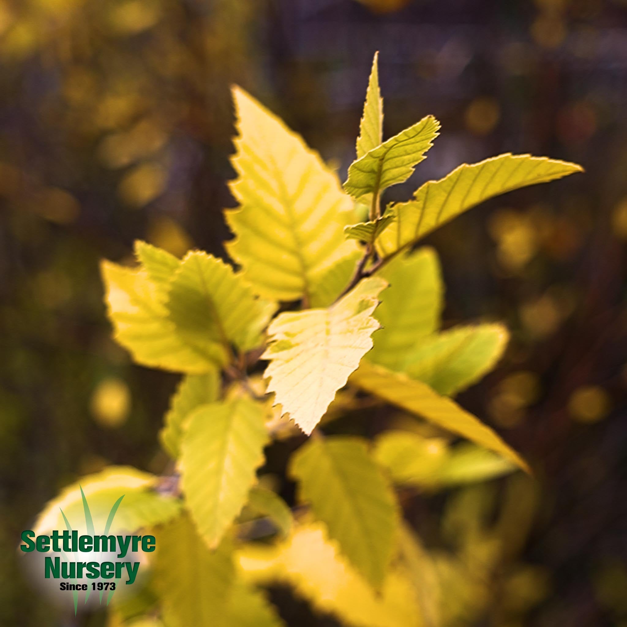 Heritage' Riverbirch Tree | Shade Trees | Settlemyre Nursery
