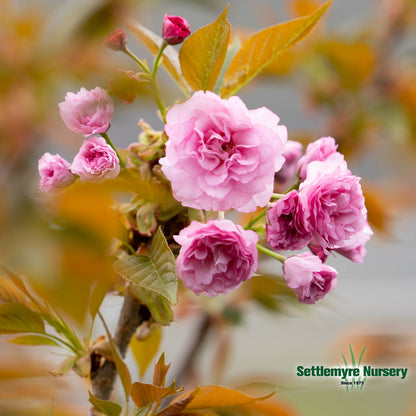 Cherry Tree Kwanzan 15 Gallon