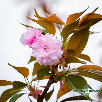 Cherry Tree Kwanzan 15 Gallon