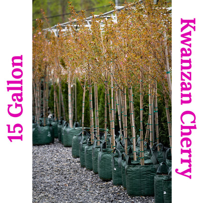 Cherry Tree Kwanzan 15 Gallon