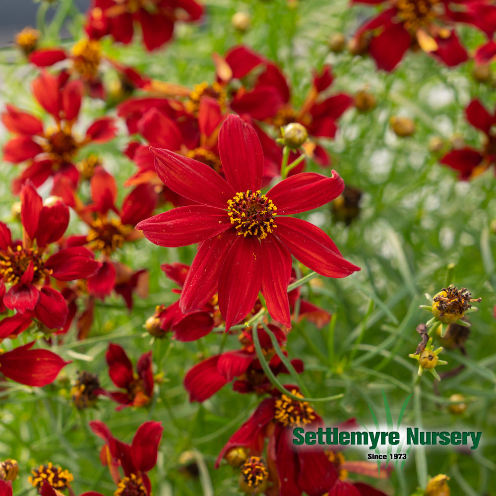 Perennial Coreopsis #1