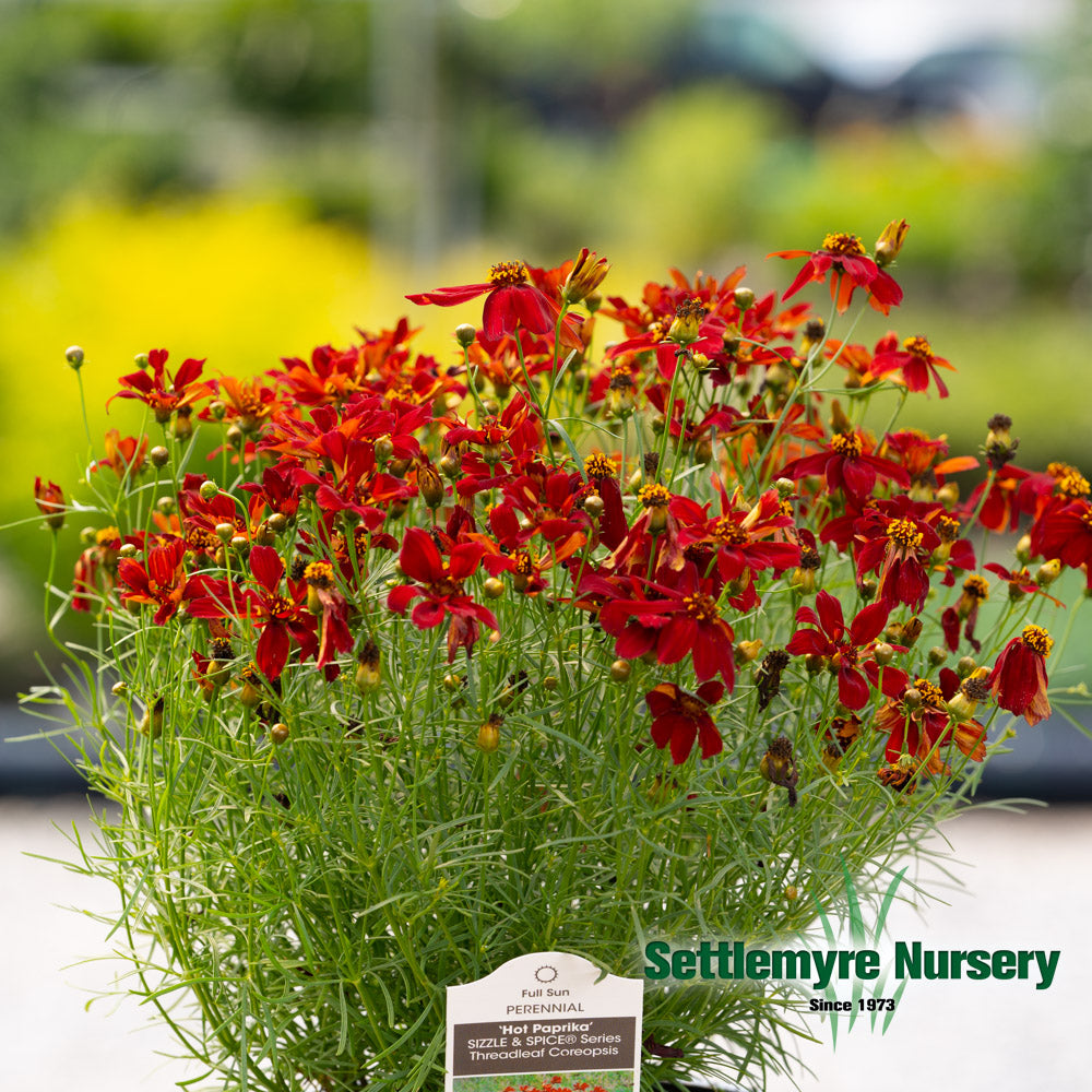 Perennial Coreopsis #1