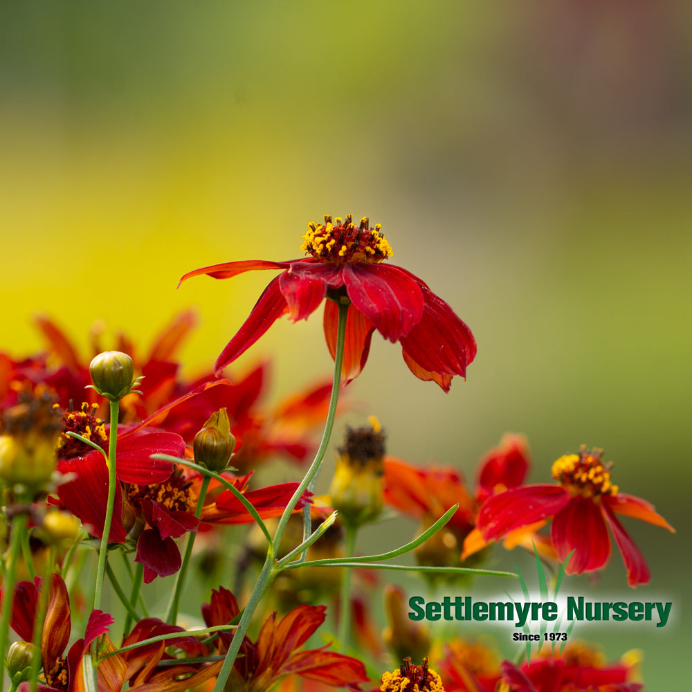 Perennial Coreopsis #1