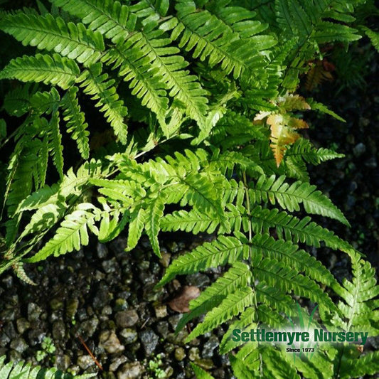 Autumn fern closeup shot