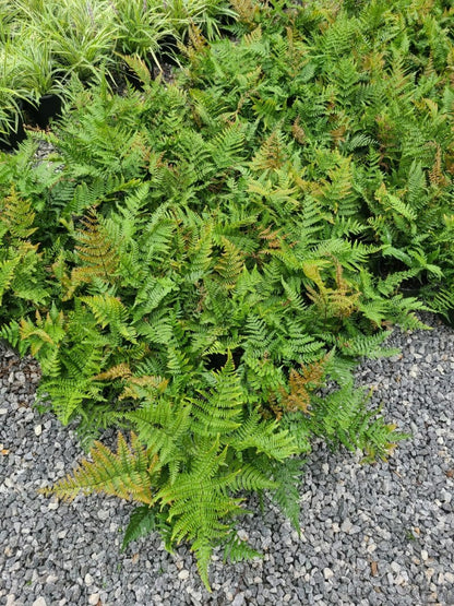 Group of autumn ferns at Settlemyre Nursery