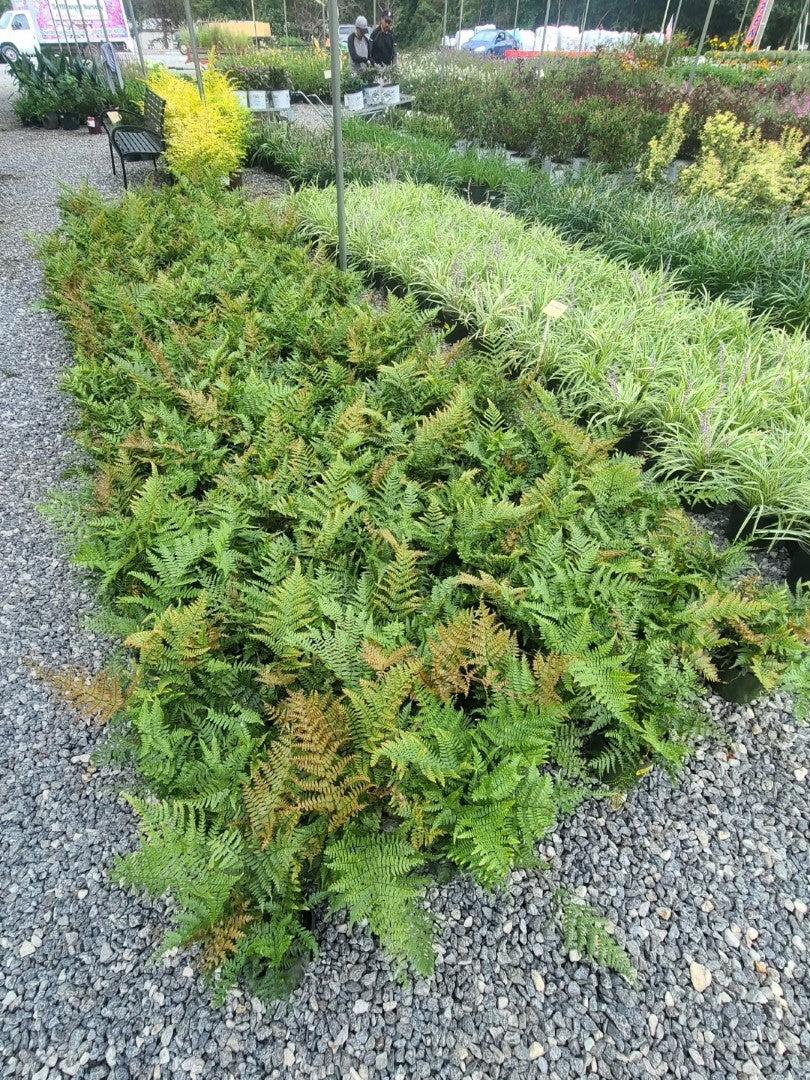 Group of autumn ferns at Settlemyre Nursery