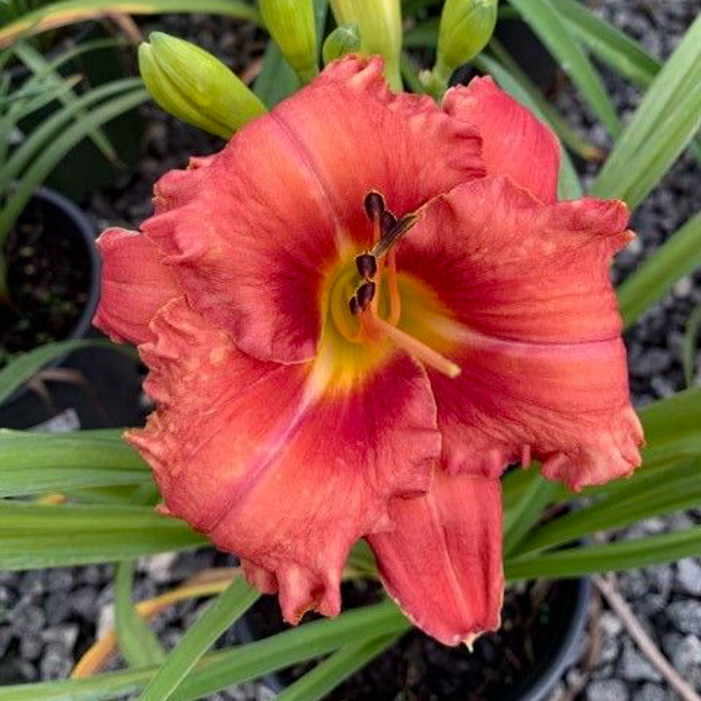 Daylily Countach #1