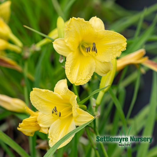 Daylily Happy Returns #1