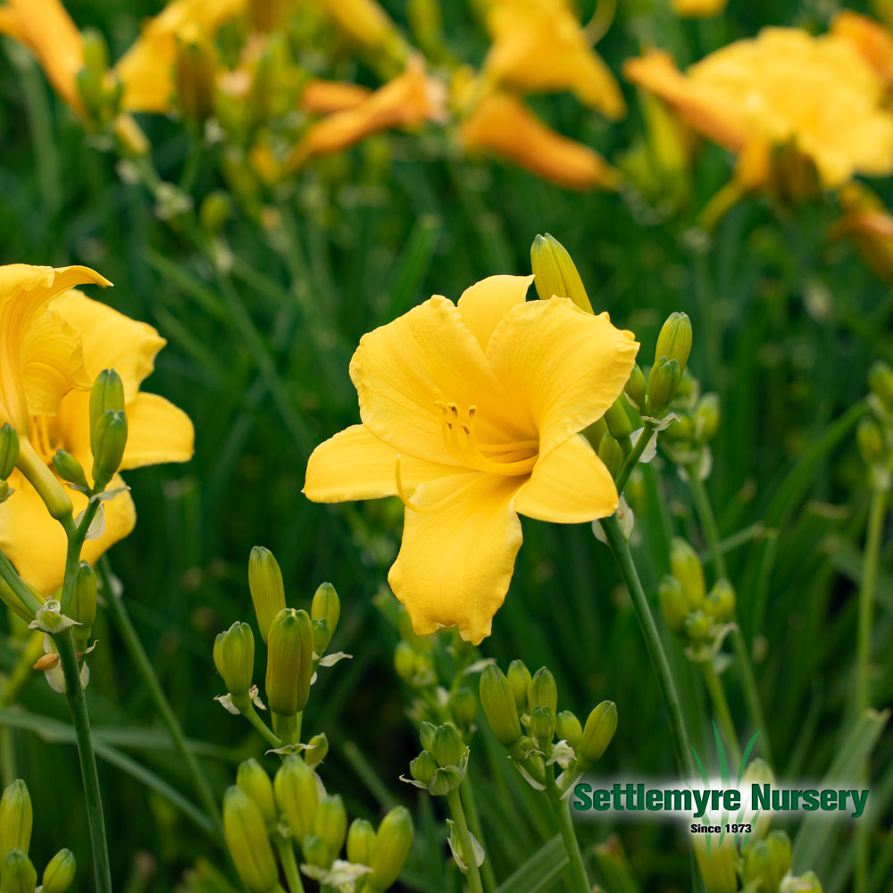 Daylily M Stella Gold #1