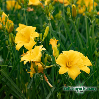 Daylily M Stella Gold #1