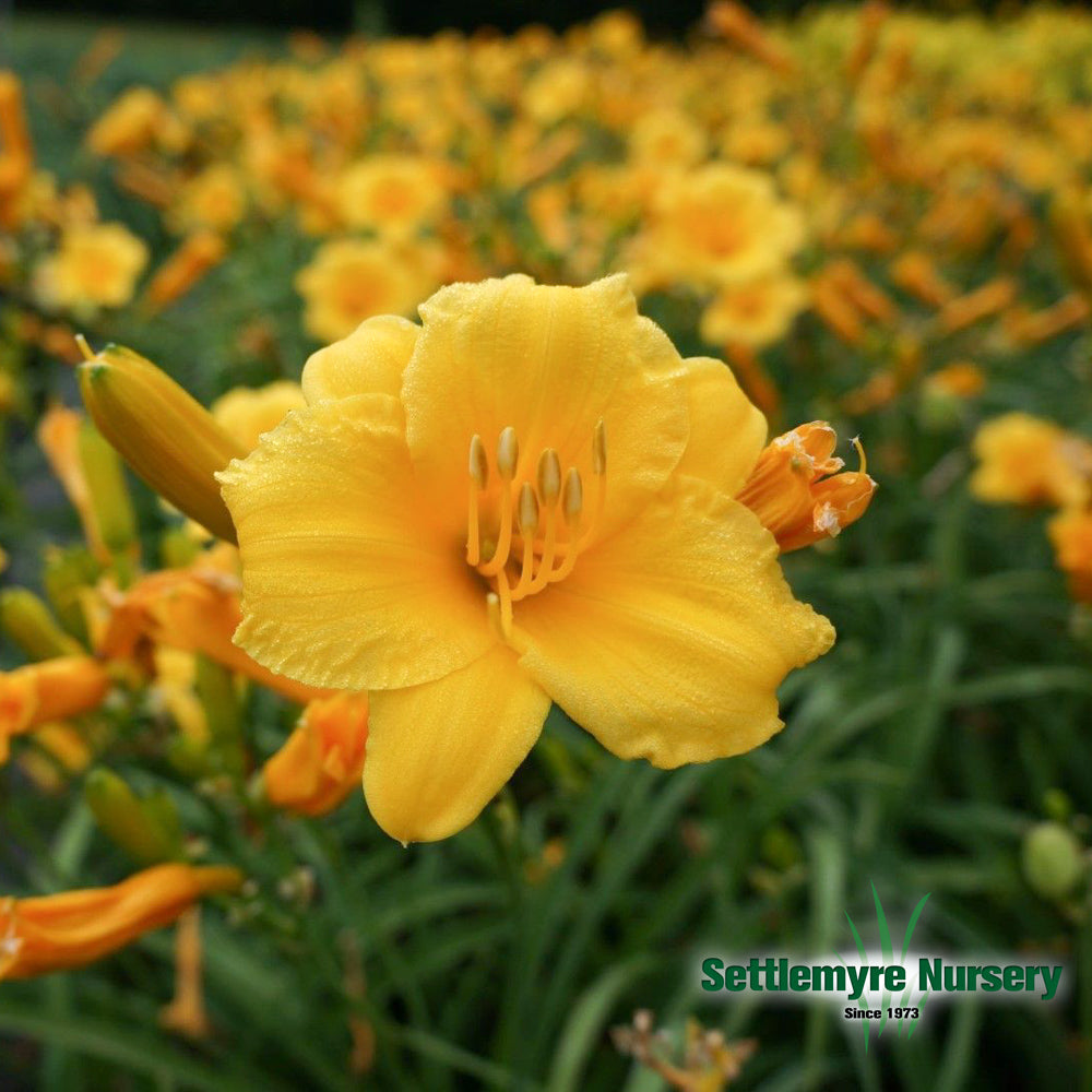 Daylily M Stella Gold #1