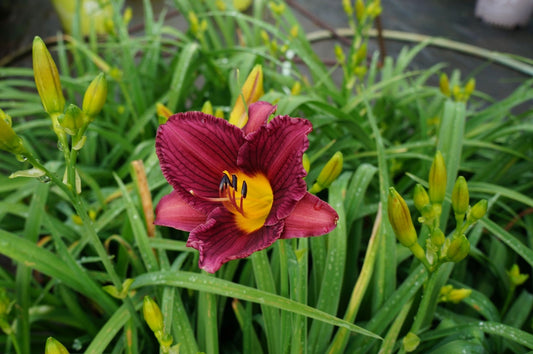 Daylily Pardon Me #1