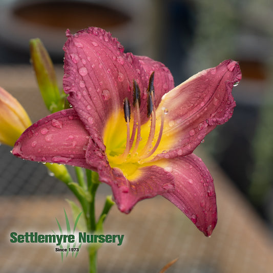 Purple Daylily at Settlemyre Nursery