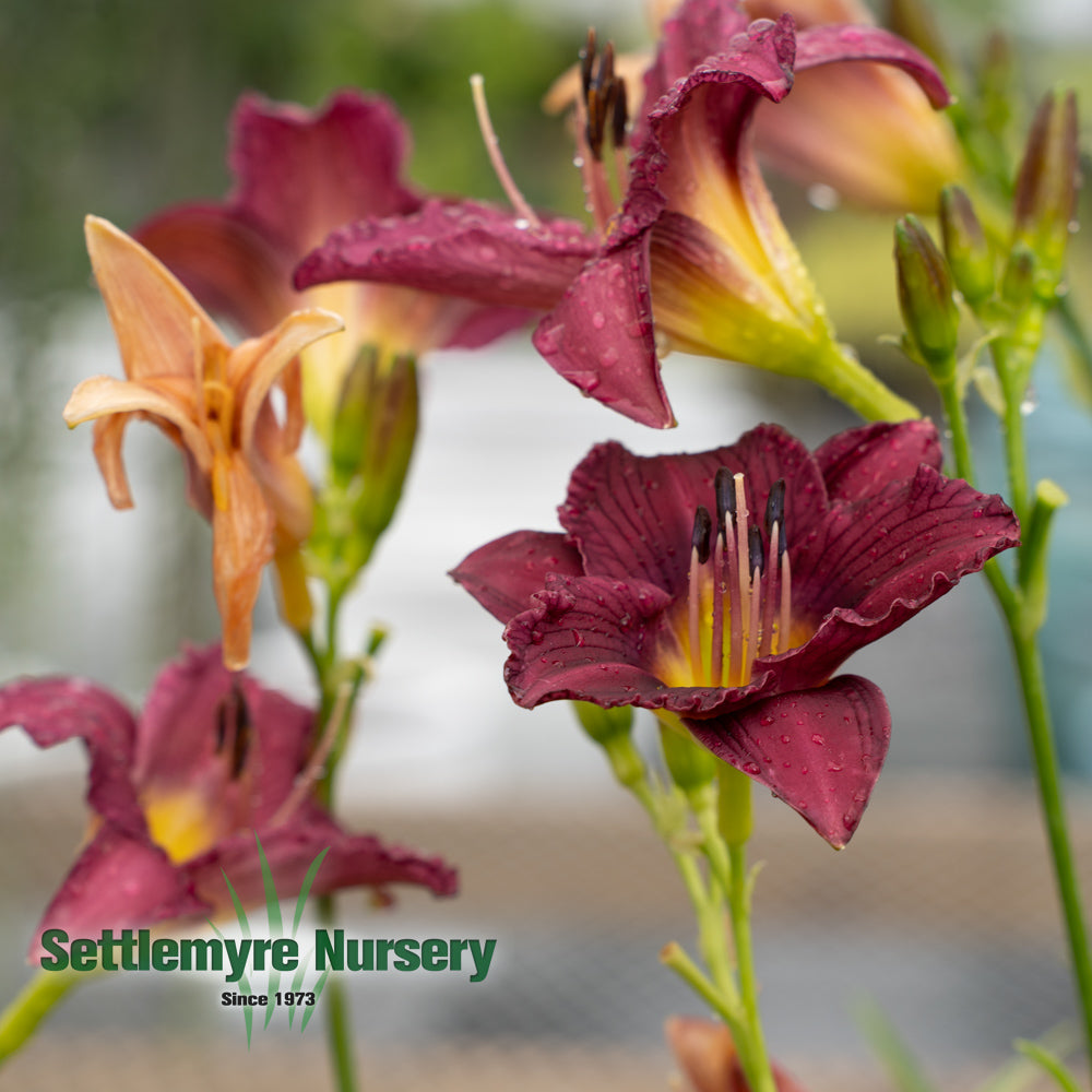 Purple Daylily at Settlemyre Nursery