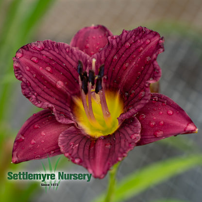 Side-shot of purple Daylily at Settlemyre Nursery