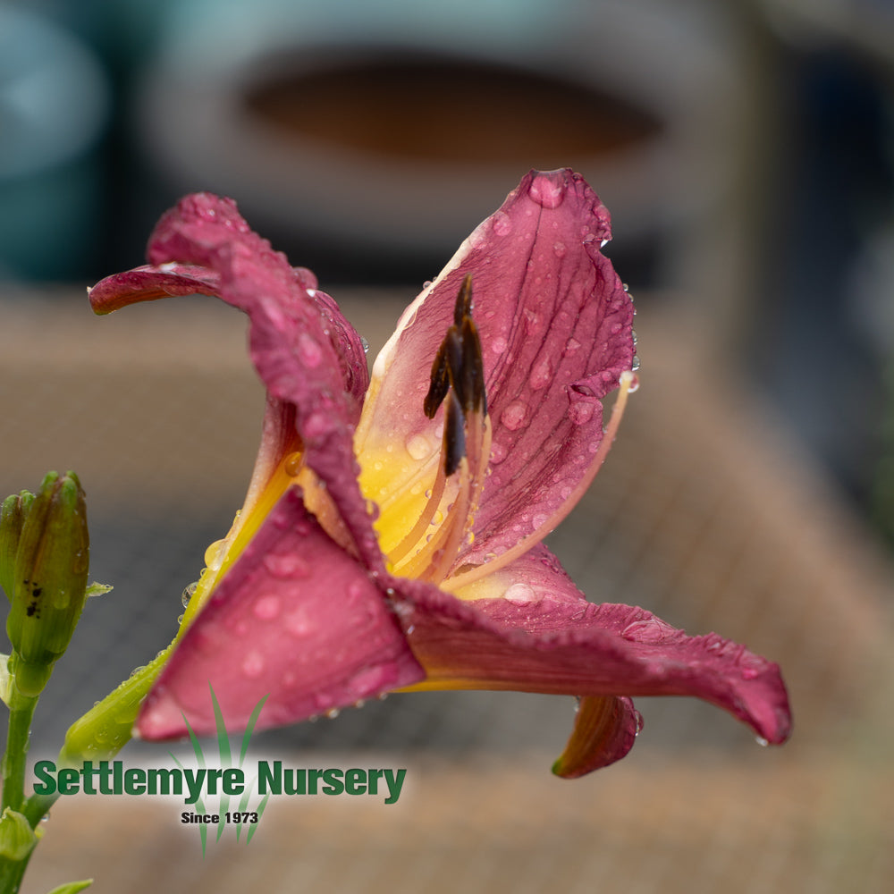 Group of blooms on Purple Daylillies at Settlemyre Nursery