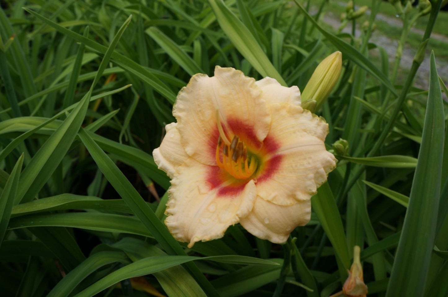 Daylily Radiant Ruffles1 Gallon