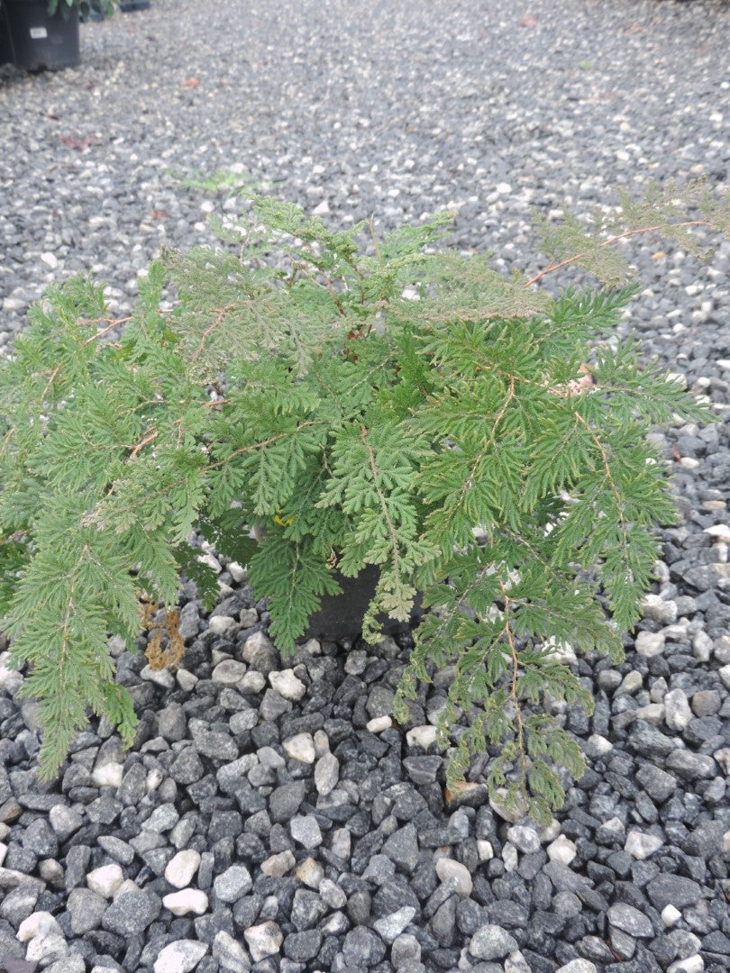 Arborvitae Fern Brauns 1 Gallon