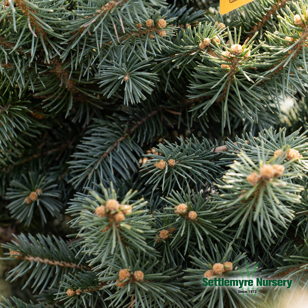 Large globosa blue spruce needle texture