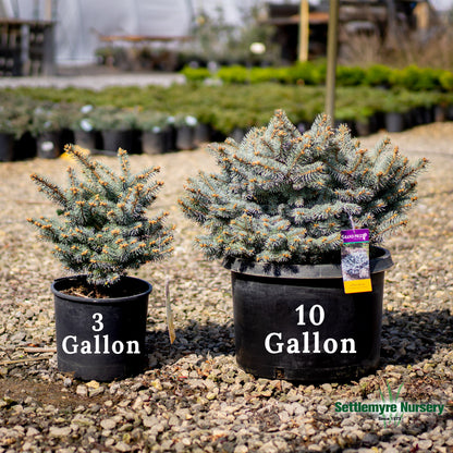 Medium-sized globosa blue spruce in 3 gallon pot at Settlemyre Nursery