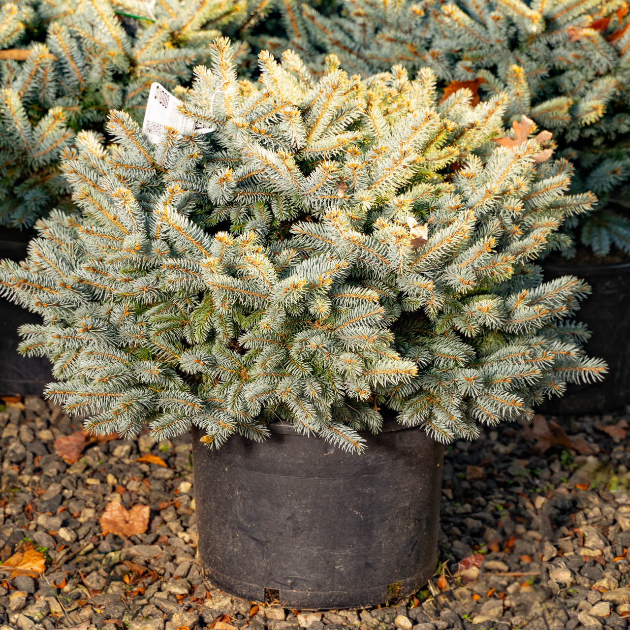 Dwarf Globosa Blue Spruce