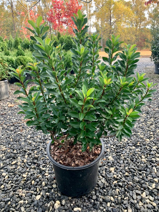 Hawthorn Minor 3 Gallon