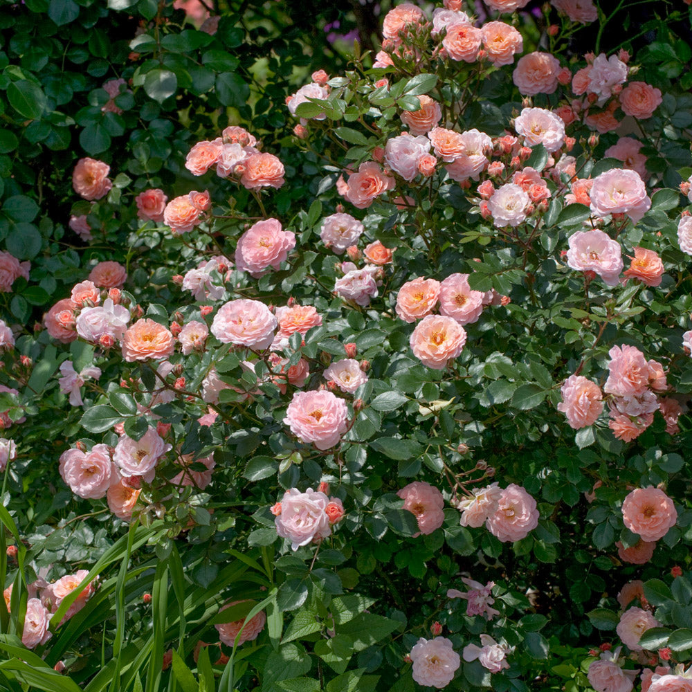 Apricot Drift Rose