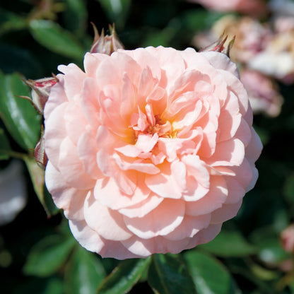 Apricot Drift Rose