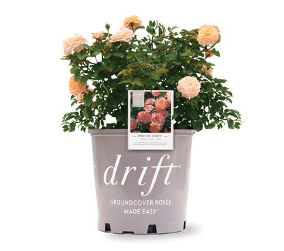 Apricot Drift Rose