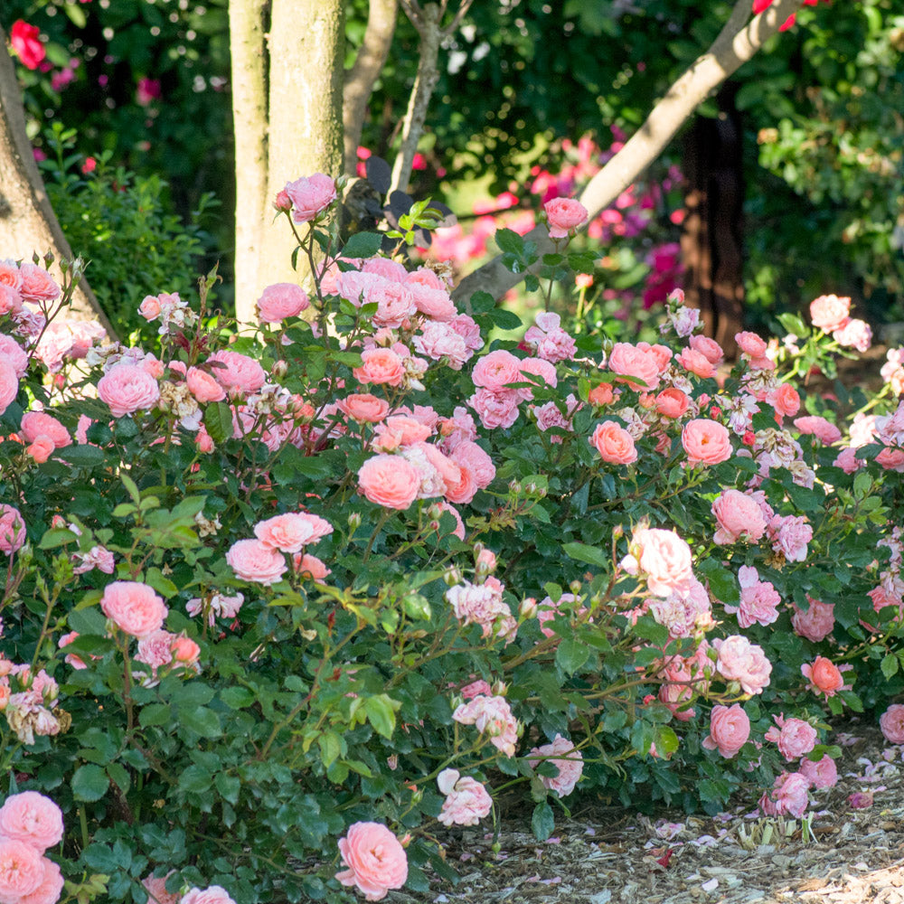 Apricot Drift Rose