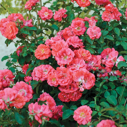 Coral Drift Rose in the landscape with several blooms