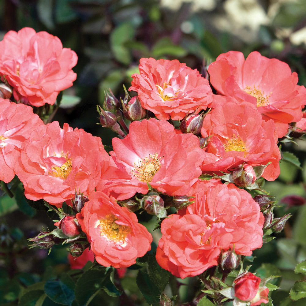 Coral Drift Rose in the landscape with profuse coral colored blooms