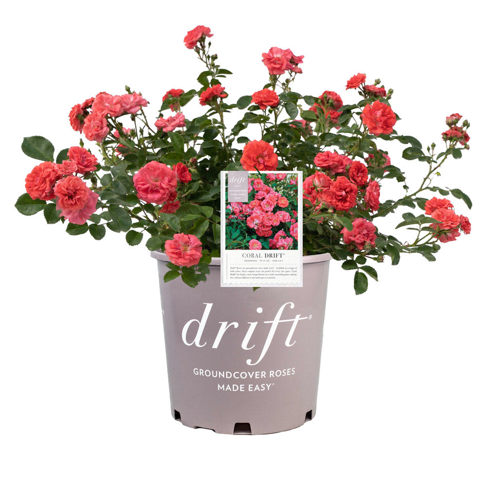 Coral Drift Rose shrub in #3 size pot