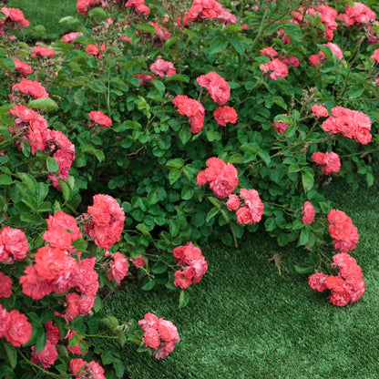 Coral Drift Rose bush in the landscape