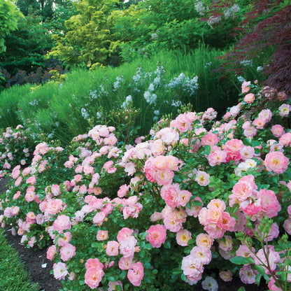 A thriving peach drift rose bush, covered in a profusion of soft peach-colored flowers, adding a touch of elegance to the garden.