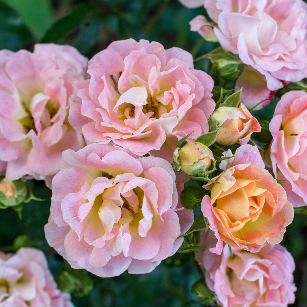 A close-up image of a peach drift rose bush, showcasing its delicate apricot-hued blooms against the green foliage.