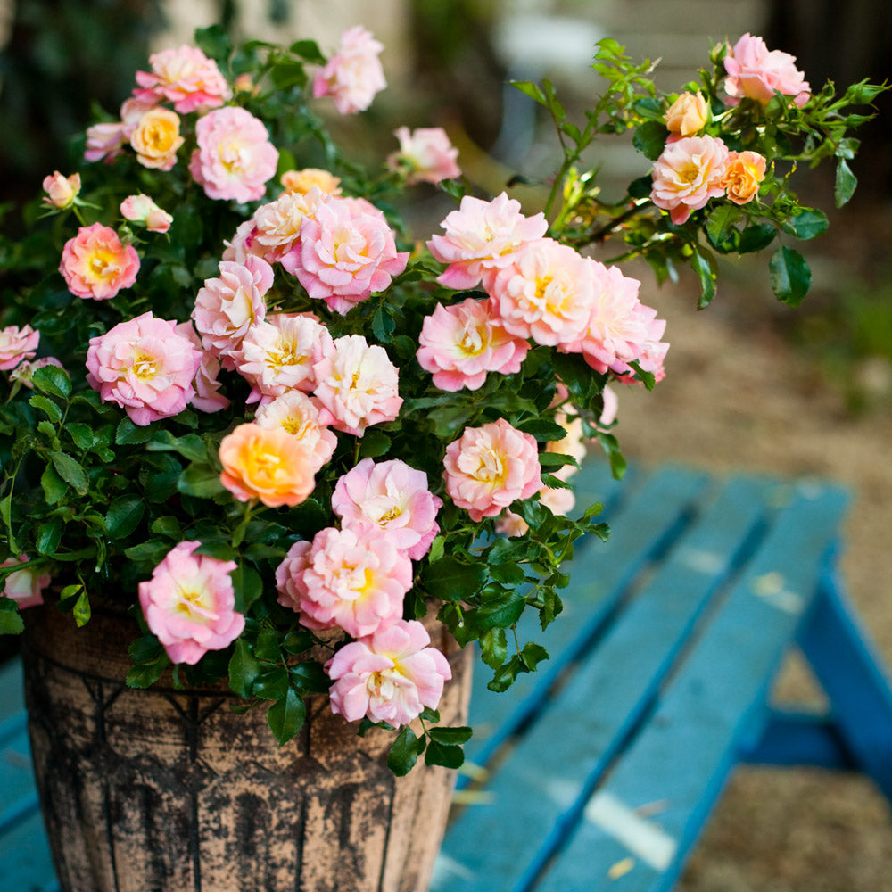 A vibrant peach drift rose bush in full bloom, with its beautiful pastel blossoms creating a visually captivating display.