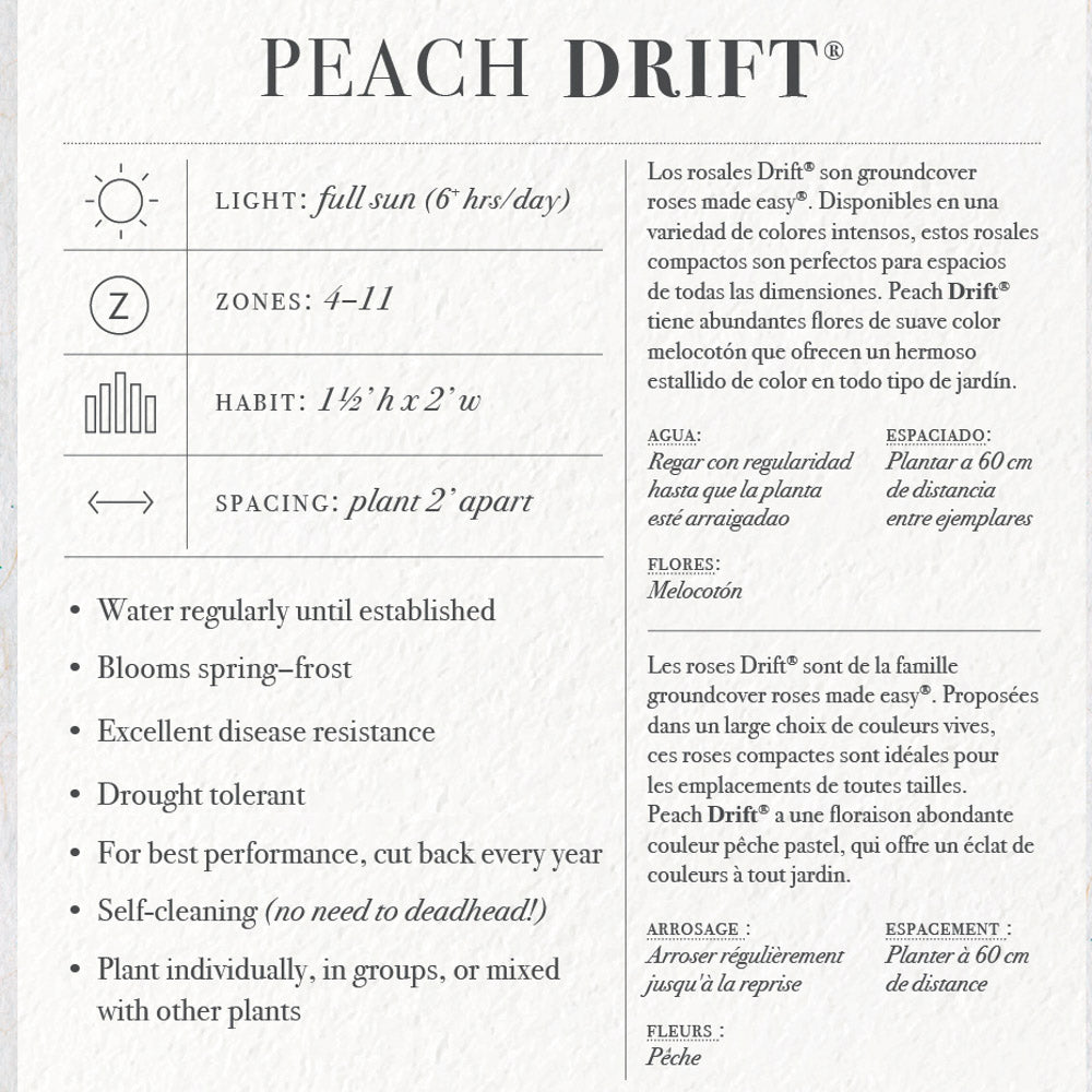 Peach Drift Rose