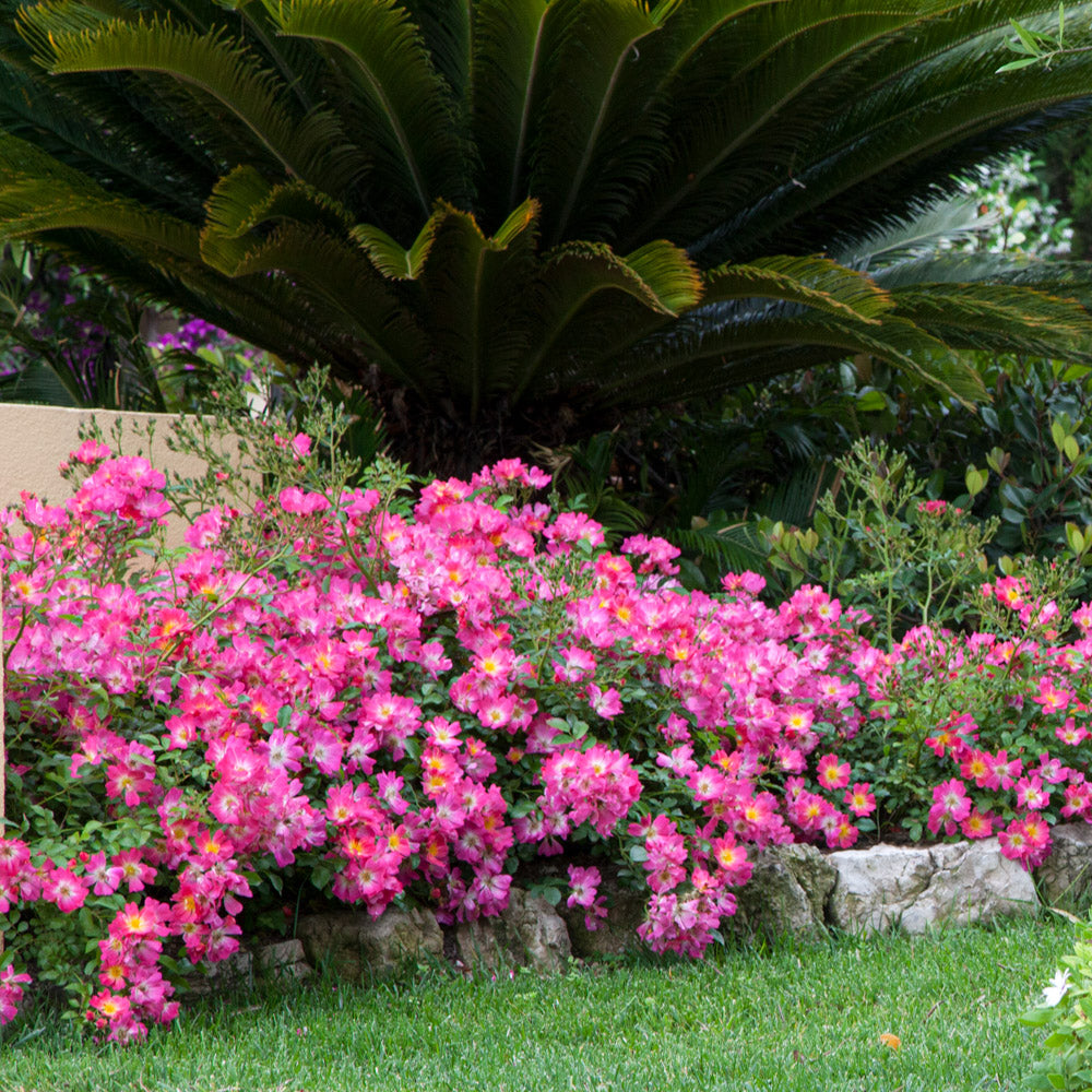 Pink Drift rose bush in landscape with a plethora of vivid pink blooms