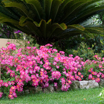 Pink Drift rose bush in landscape with a plethora of vivid pink blooms